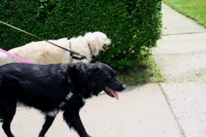 Perfect Paws | Dog Training & Doggie Daycare | Newton, MA | (508) 353-9266