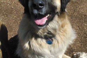Perfect Paws | Dog Training & Doggie Daycare | Newton, MA | (508) 353-9266